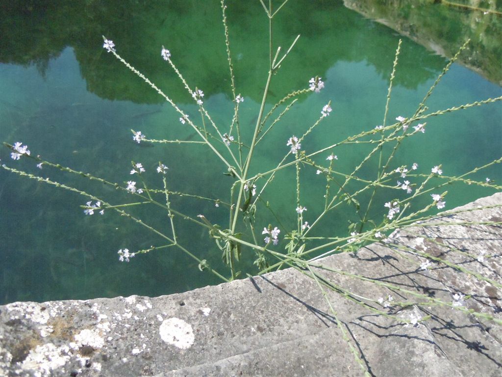 Verbena officinalis